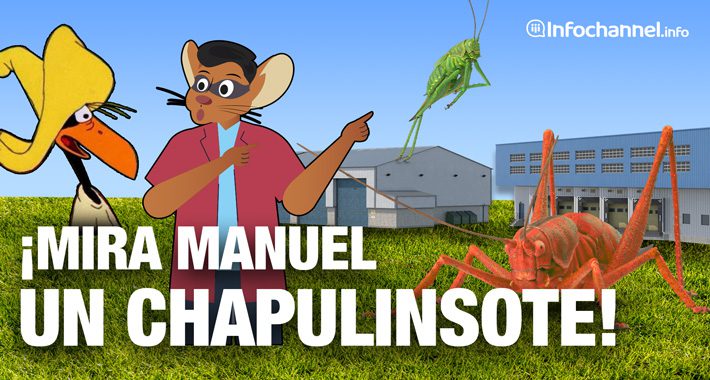 Video: ¡Mira Manuel, un chapulinsote!