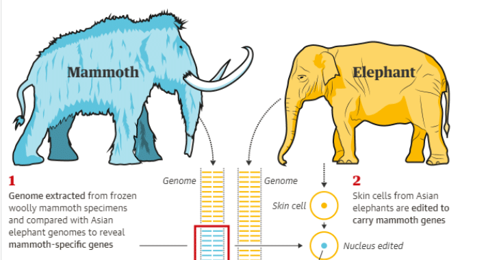 Empresa genética recauda 15 millones de dólares para “resucitar” mamuts lanudos